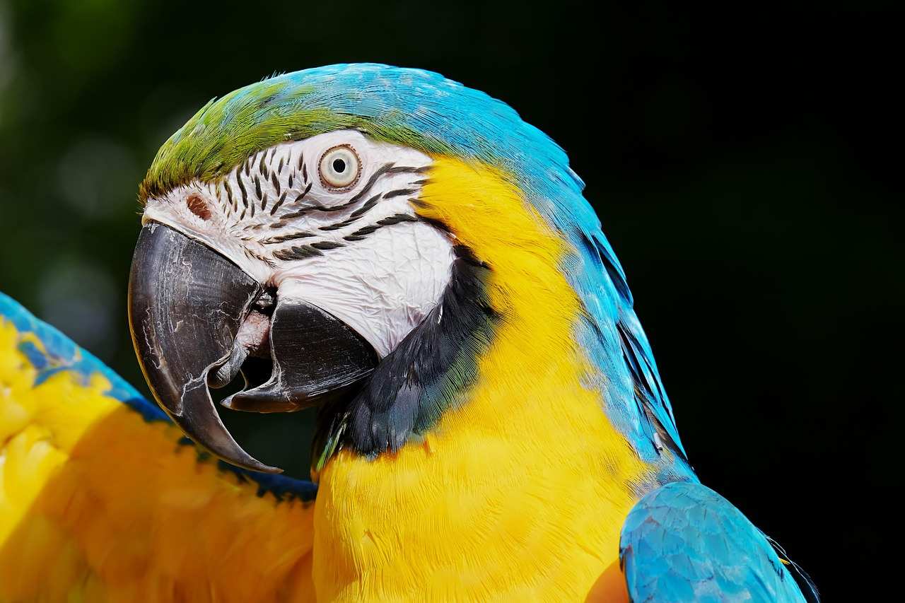 A blue and yellow macaw